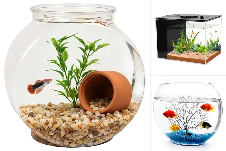 Detailed view of Best Betta Fish Bowls: Stylish Homes Your Betta Will Love