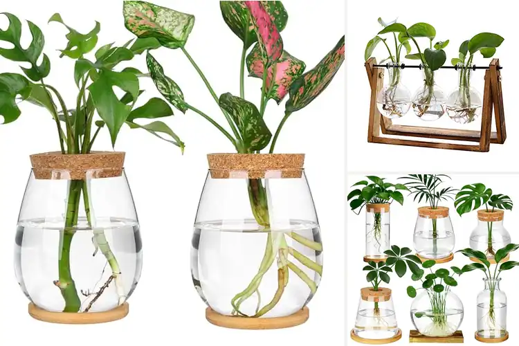 Detailed view of Best Hydroponic Terrariums