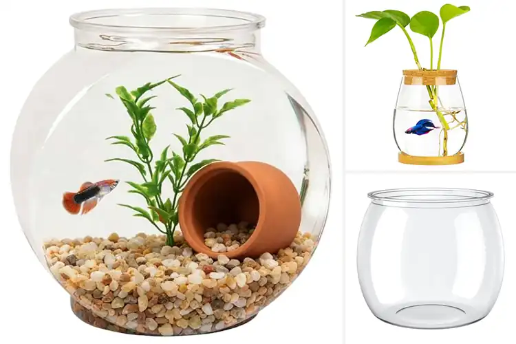 Detailed view of Best Office Fish Bowls